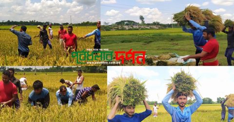 পূর্বধলায় অসুস্থ কৃষকের ধান কেটে ঘরে তুলে দিলো উপজেলা ছাত্রলীগ
