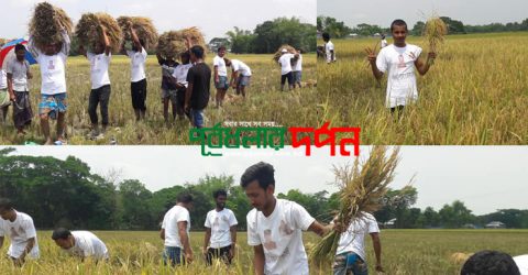 পূর্বধলায় অসহায় কৃষকের ধান কেটে বাড়ি পৌঁছে দিল ছাত্রদল